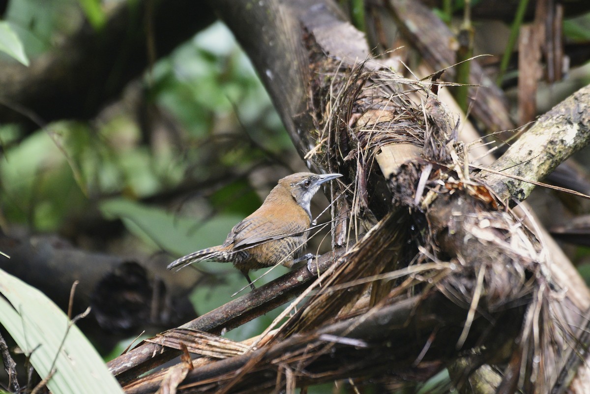 ノドジロマユミソサザイ - ML647555990