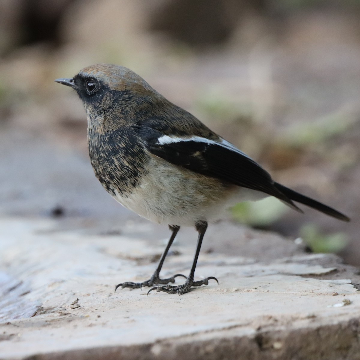 ズアオジョウビタキ - ML647555991