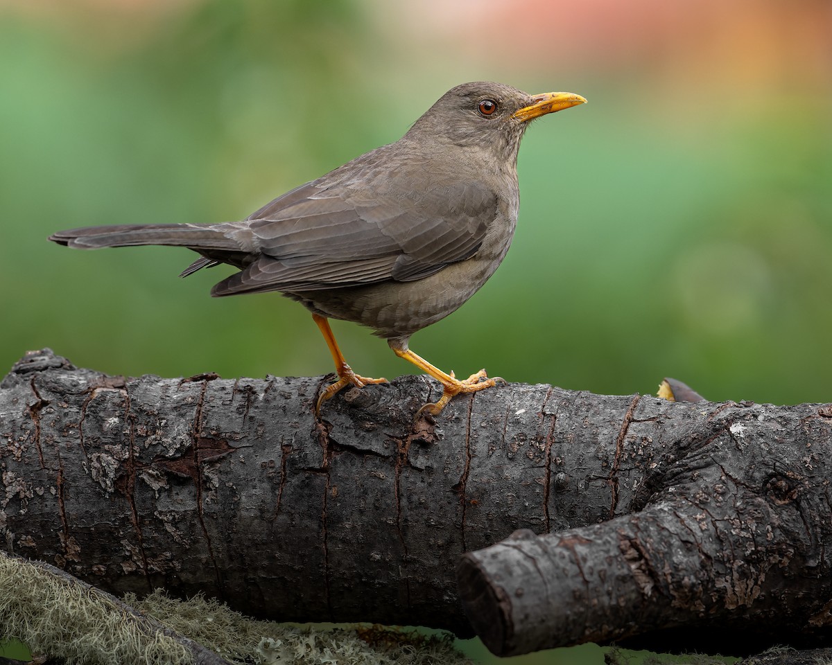 ナンベイツグミ - ML647555992