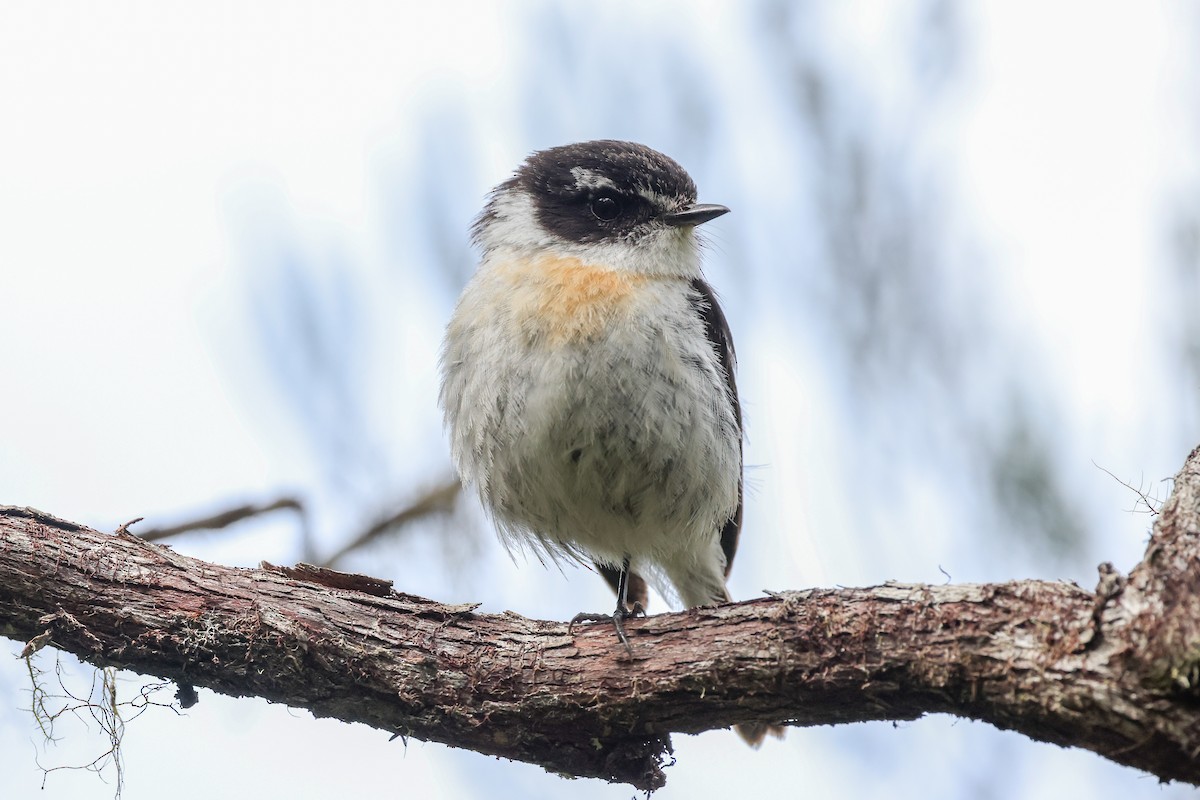 レユニオンノビタキ - ML647555994