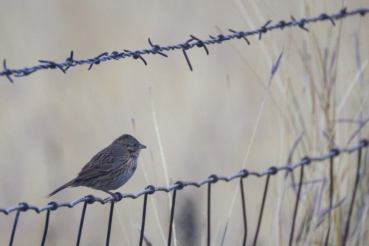 ヒメウタスズメ - ML647555995