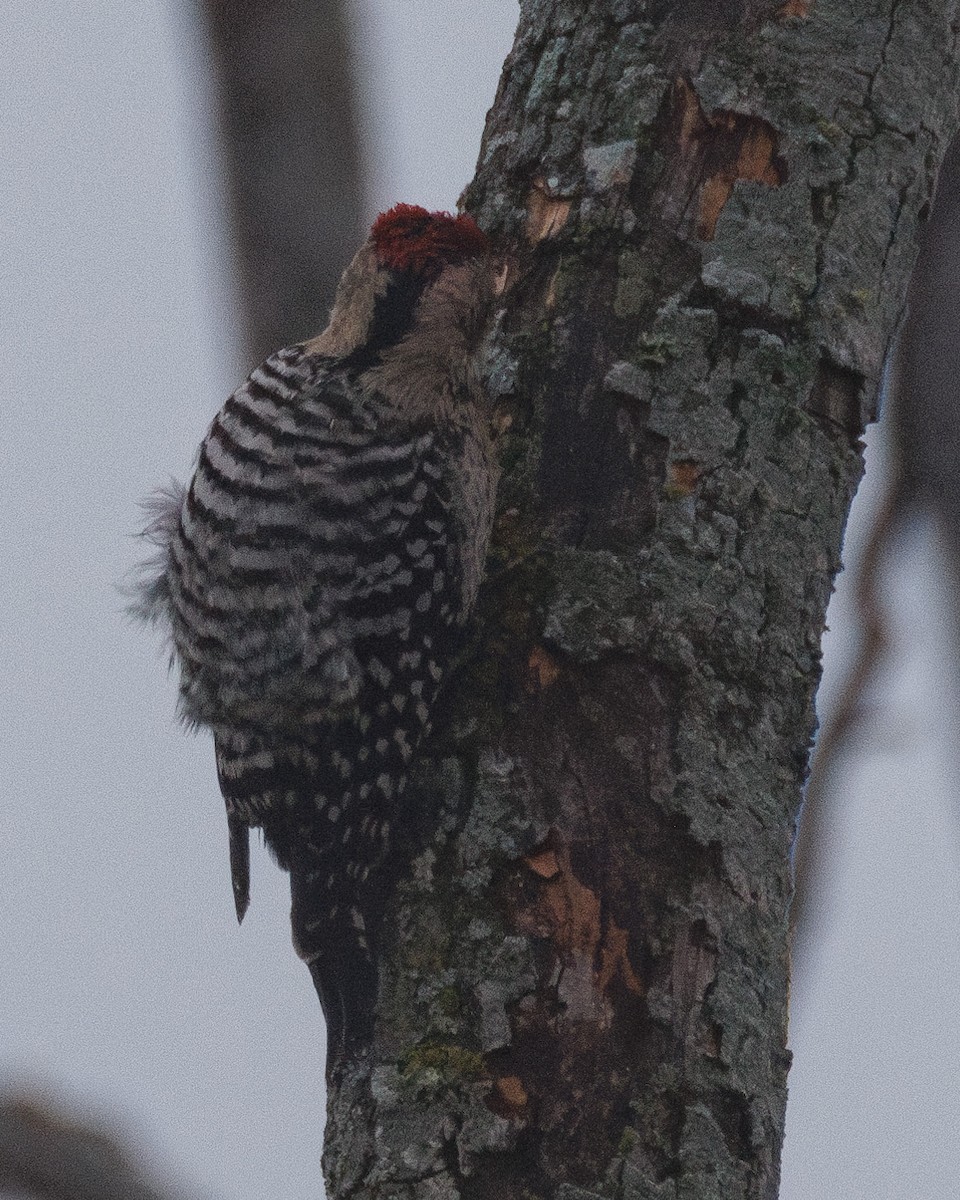 シマアカゲラ - ML647555996