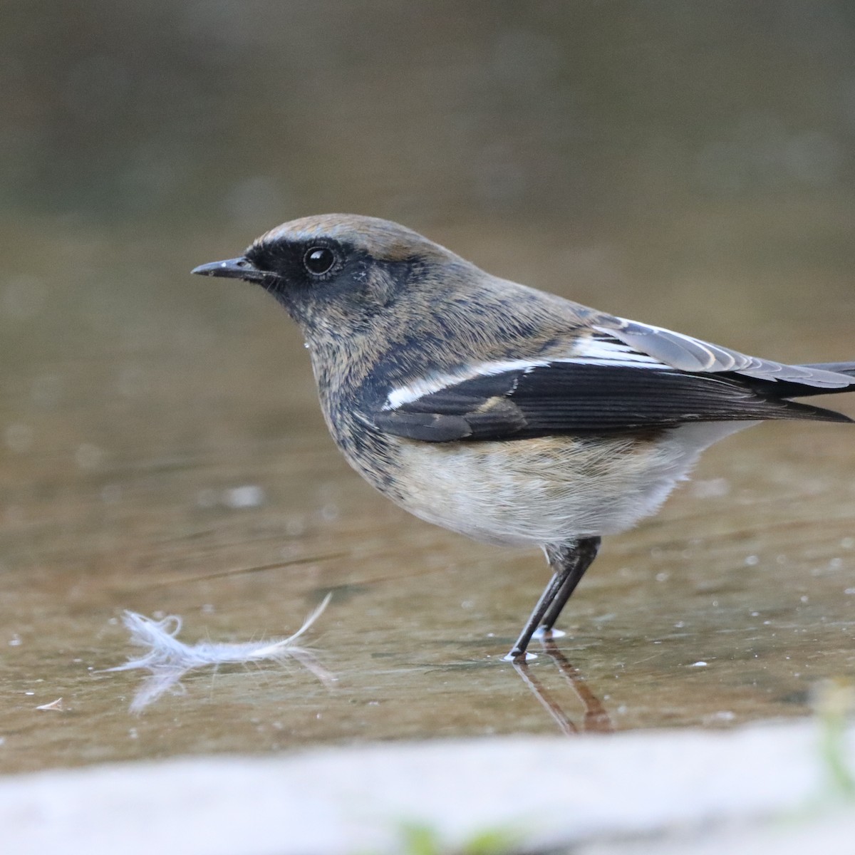 ズアオジョウビタキ - ML647555997