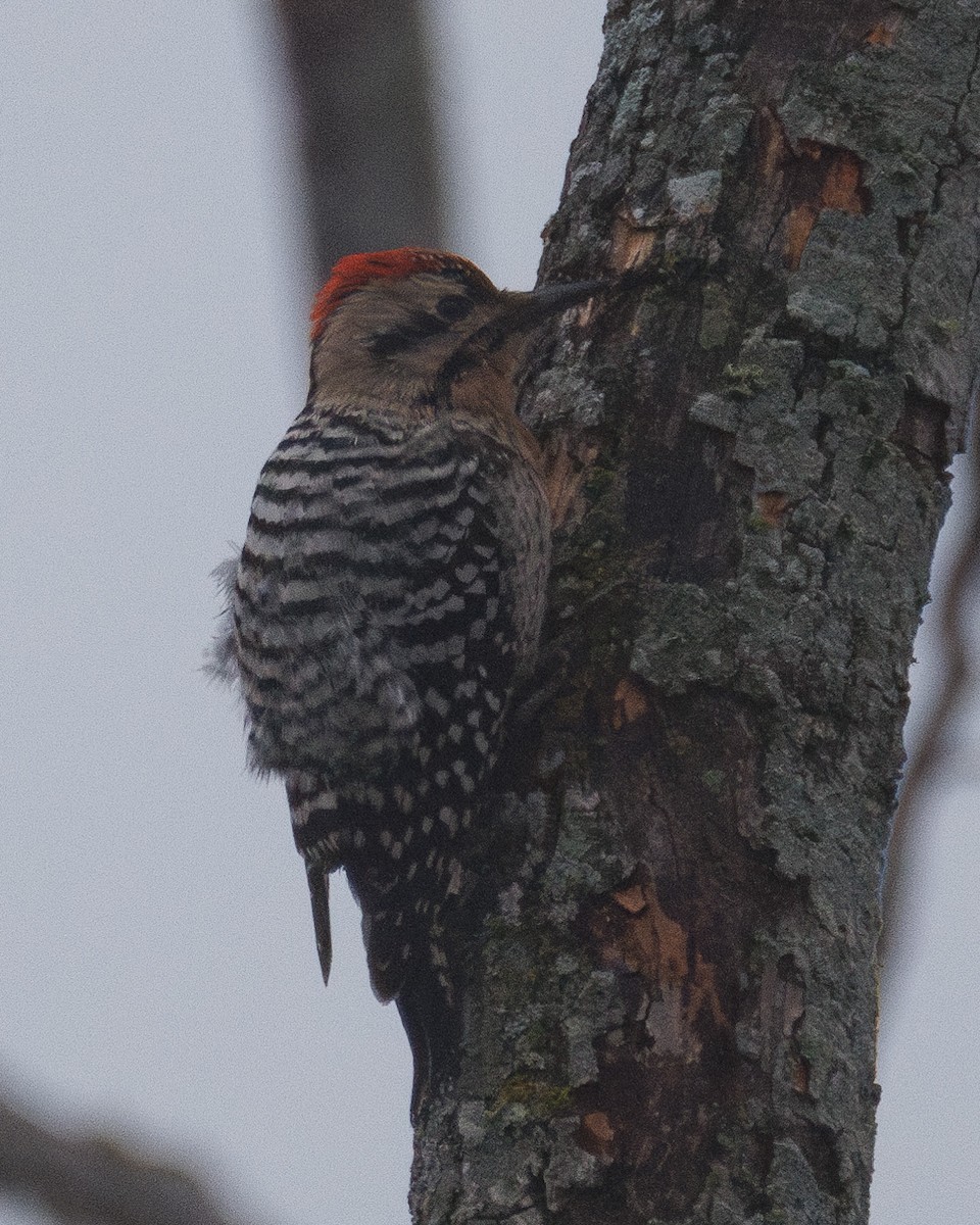 シマアカゲラ - ML647555999