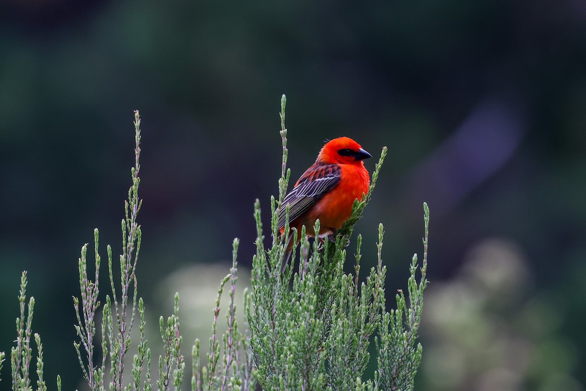 ベニノジコ - ML647556000