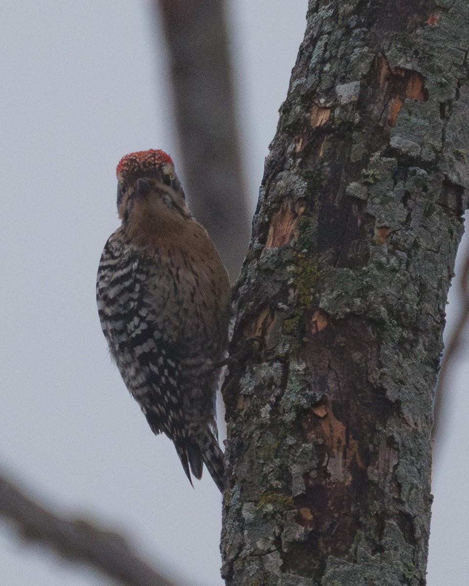 シマアカゲラ - ML647556001