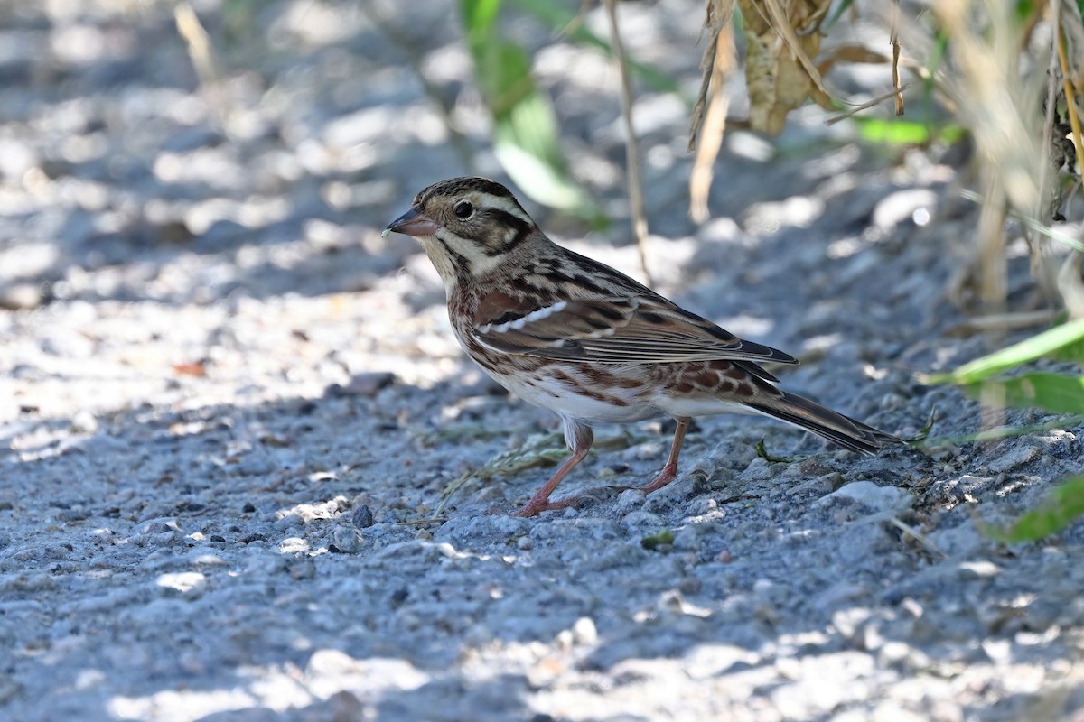 カシラダカ - ML647556003