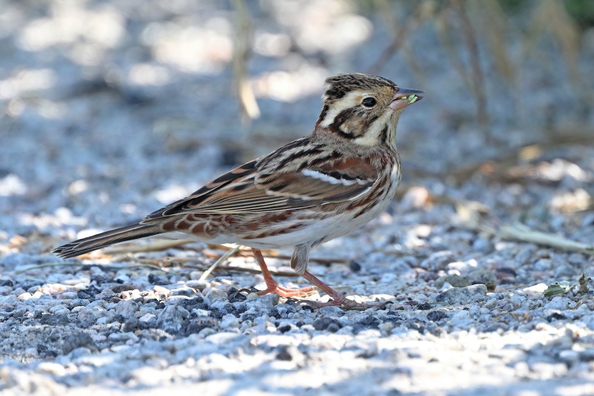 カシラダカ - ML647556004