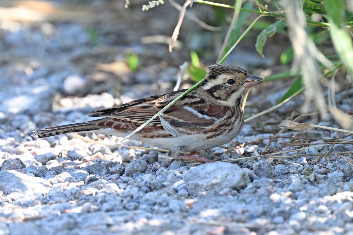カシラダカ - ML647556005
