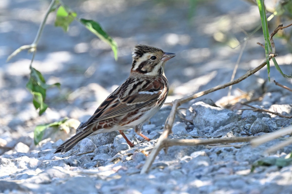 カシラダカ - ML647556006