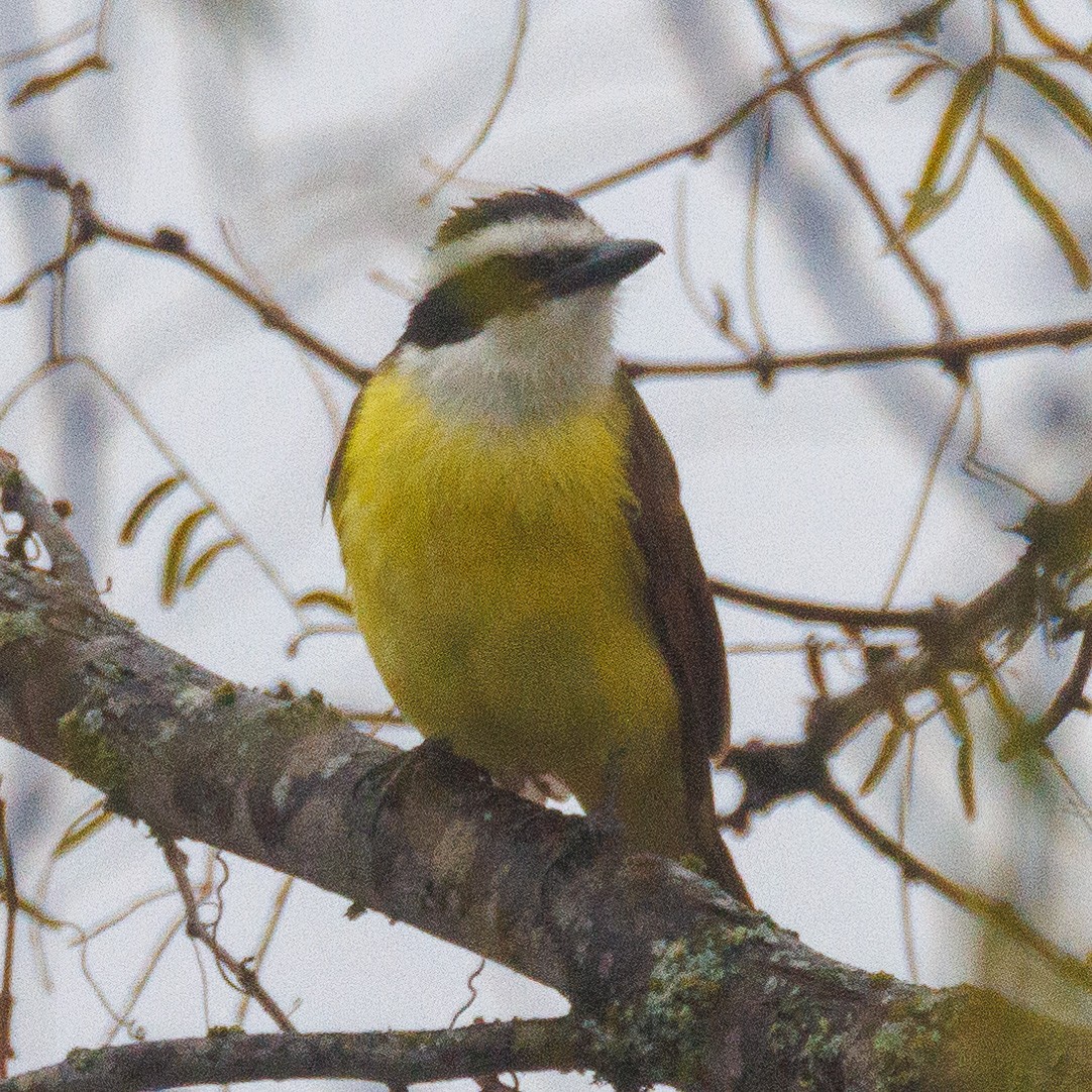 キバラオオタイランチョウ - ML647556007