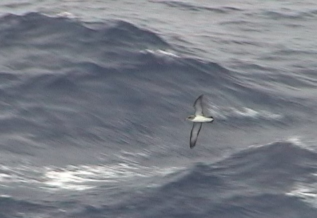 チチュウカイオニミズナギドリ - ML647556008