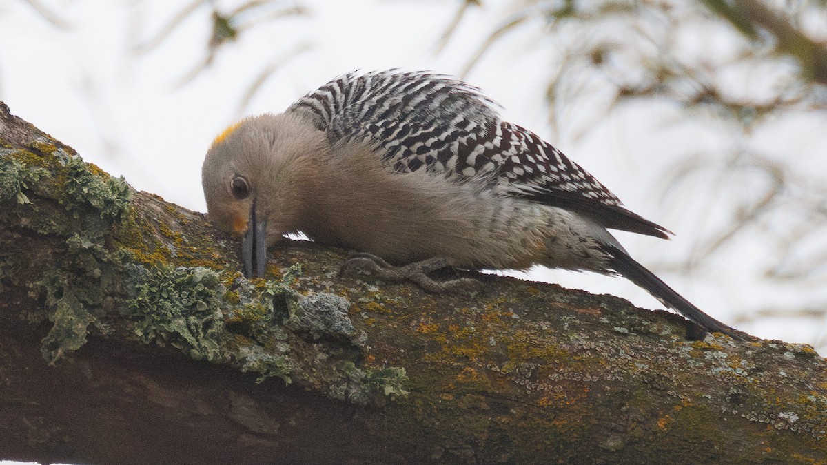 キバナシマセゲラ - ML647556010