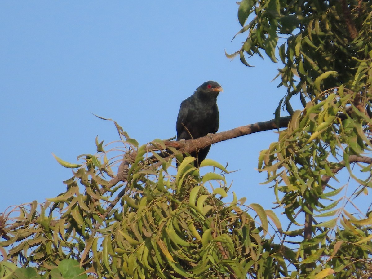 オニカッコウ - ML647556011