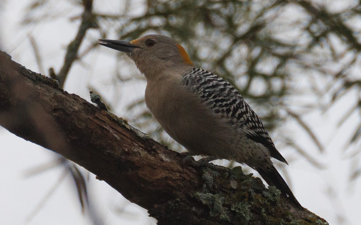 キバナシマセゲラ - ML647556012