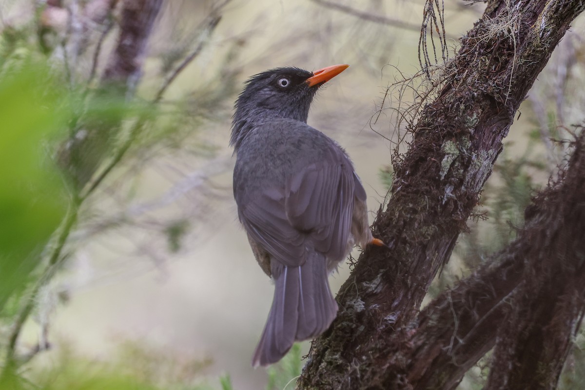 レユニオンヒヨドリ - ML647556013