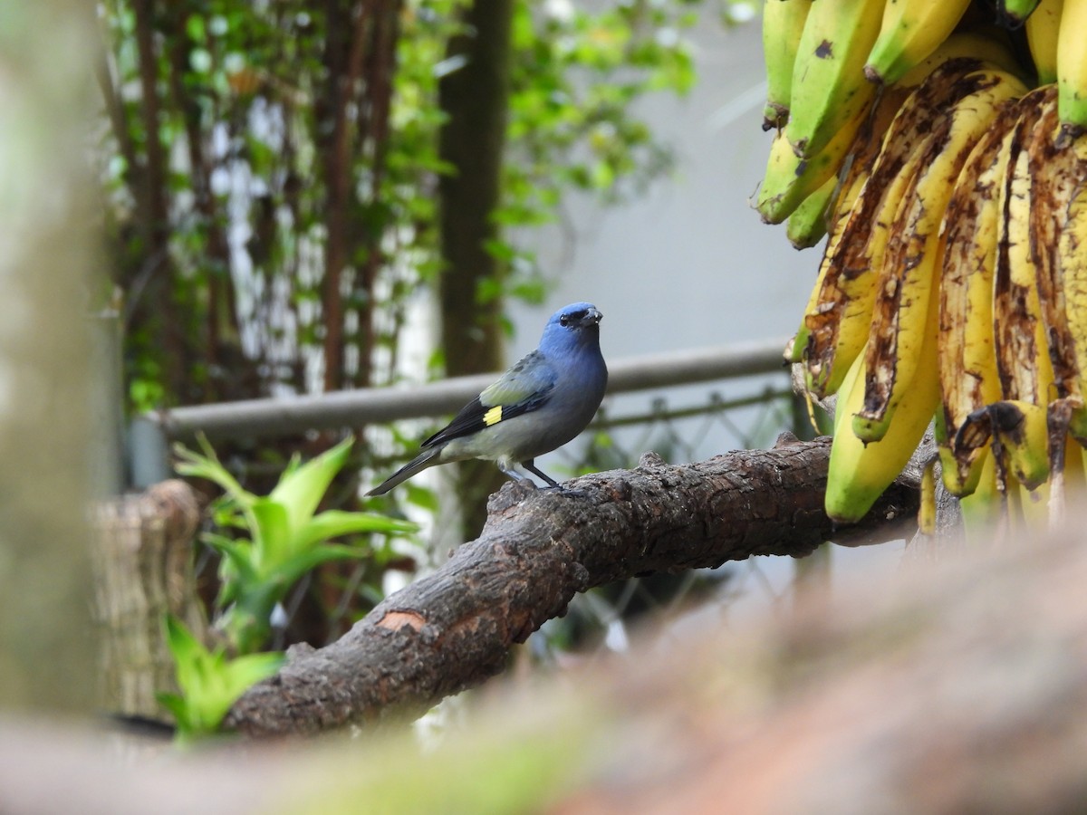 モンキフウキンチョウ - ML647556014