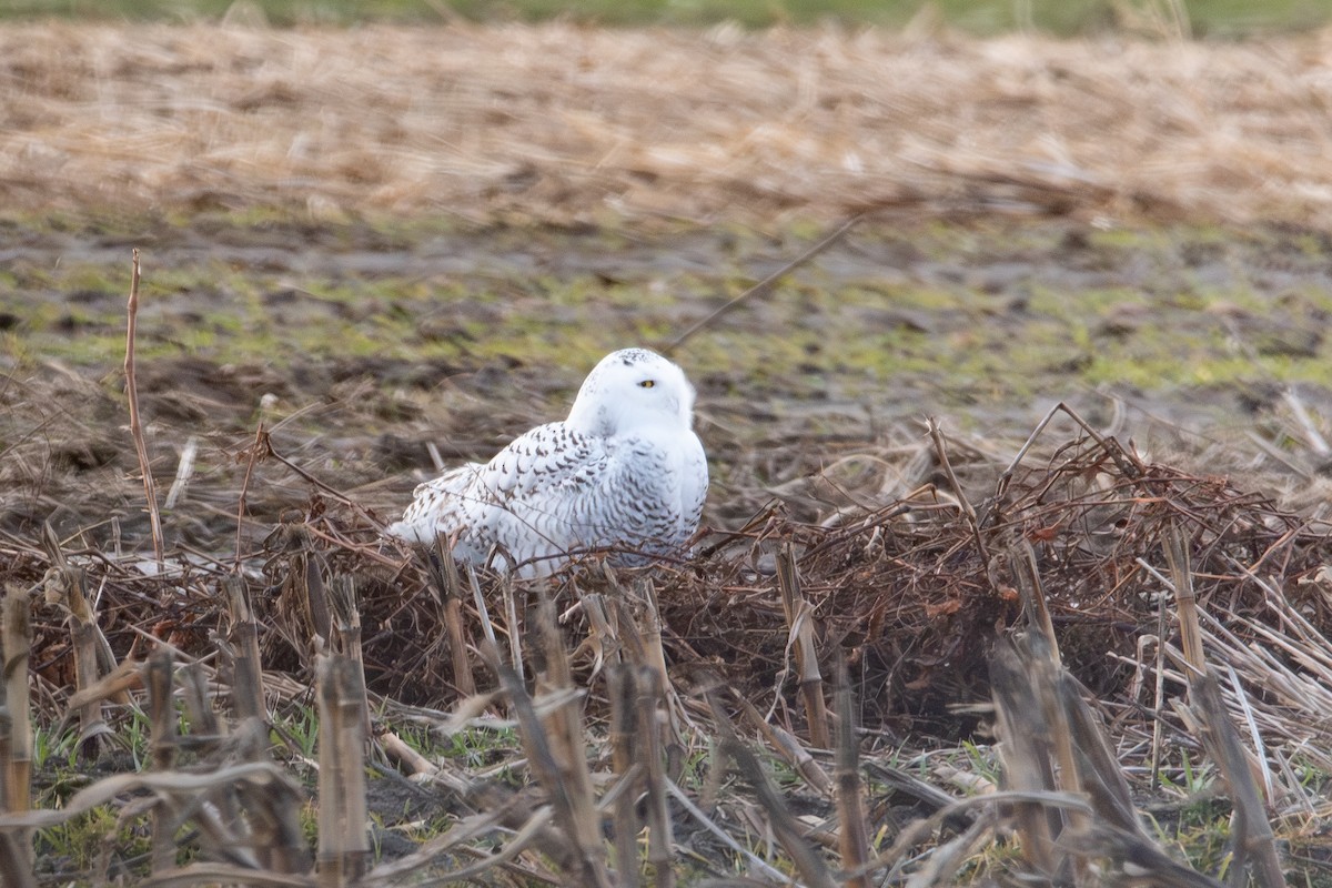 シロフクロウ - ML647556015