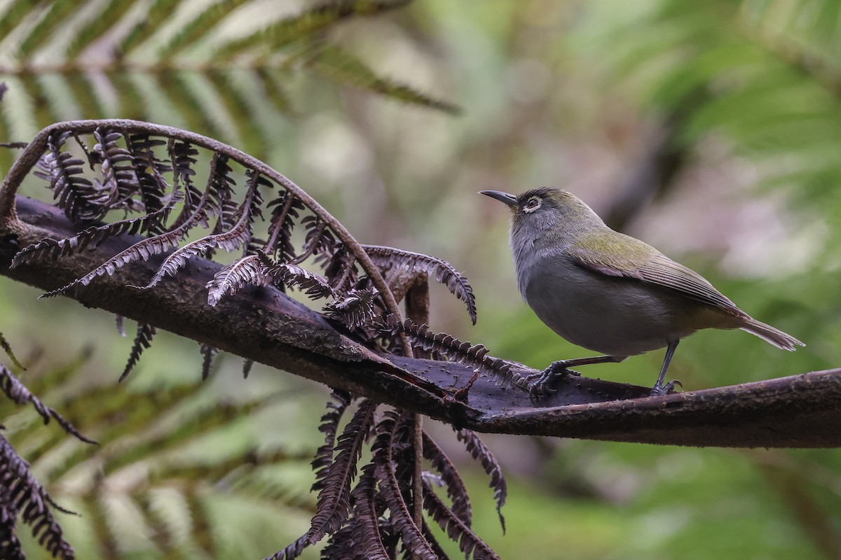 レユニオンメジロ - ML647556017
