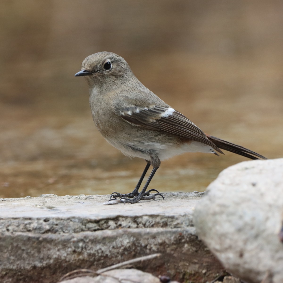 ズアオジョウビタキ - ML647556019