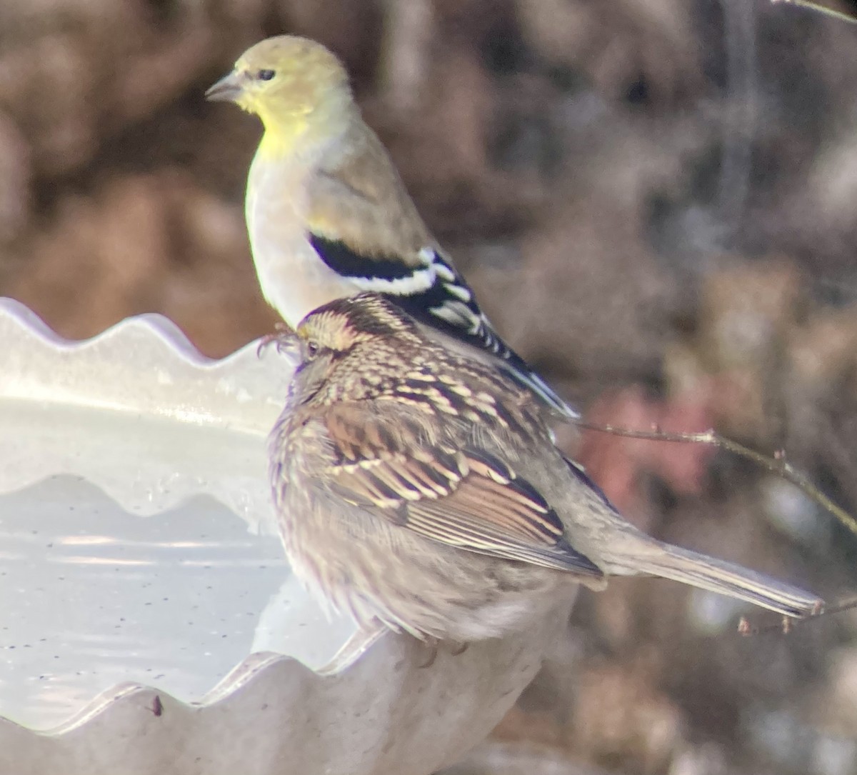 ノドジロシトド - ML647556021