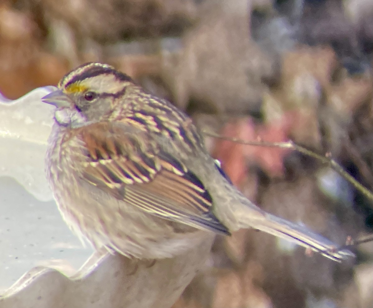 ノドジロシトド - ML647556022