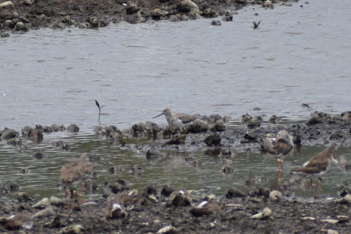 Chevalier gambette - ML647556047