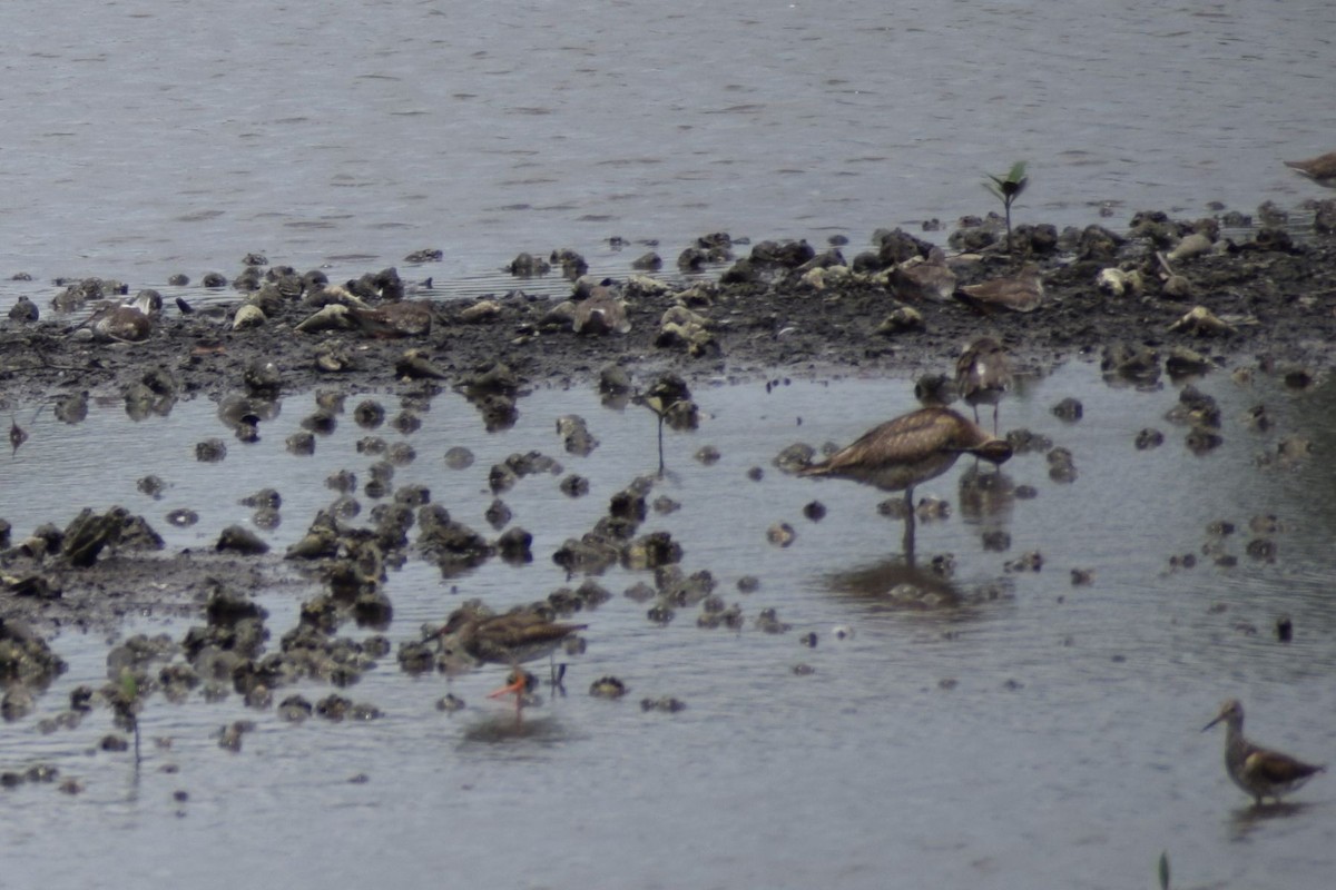 Chevalier gambette - ML647556048