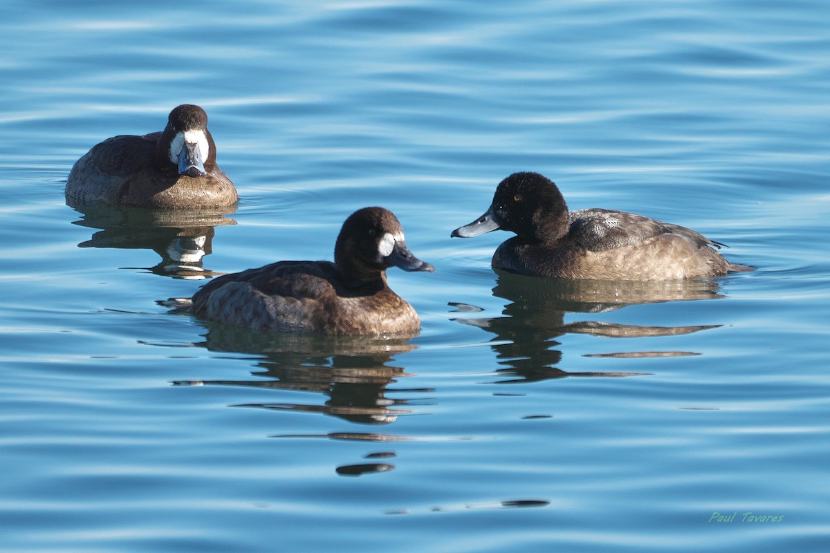 Fuligule milouinan - ML647556057