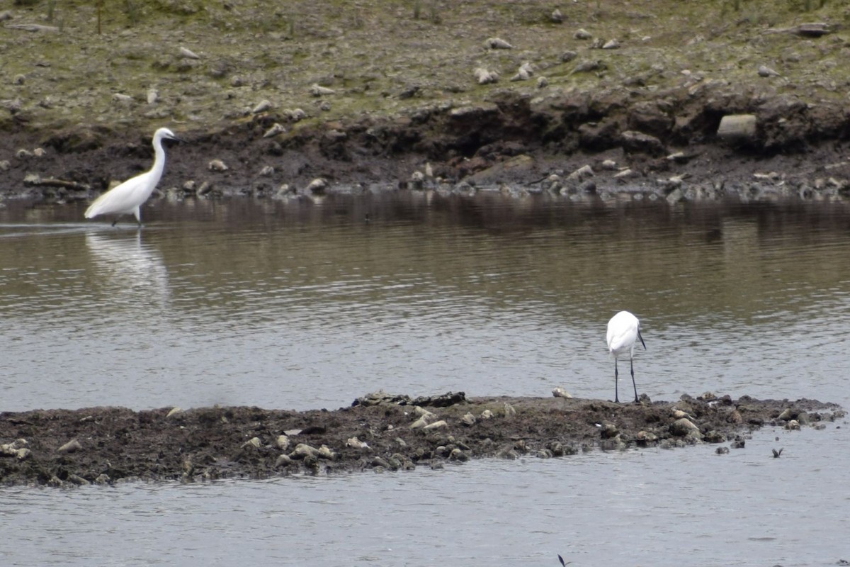 Aigrette garzette - ML647556064