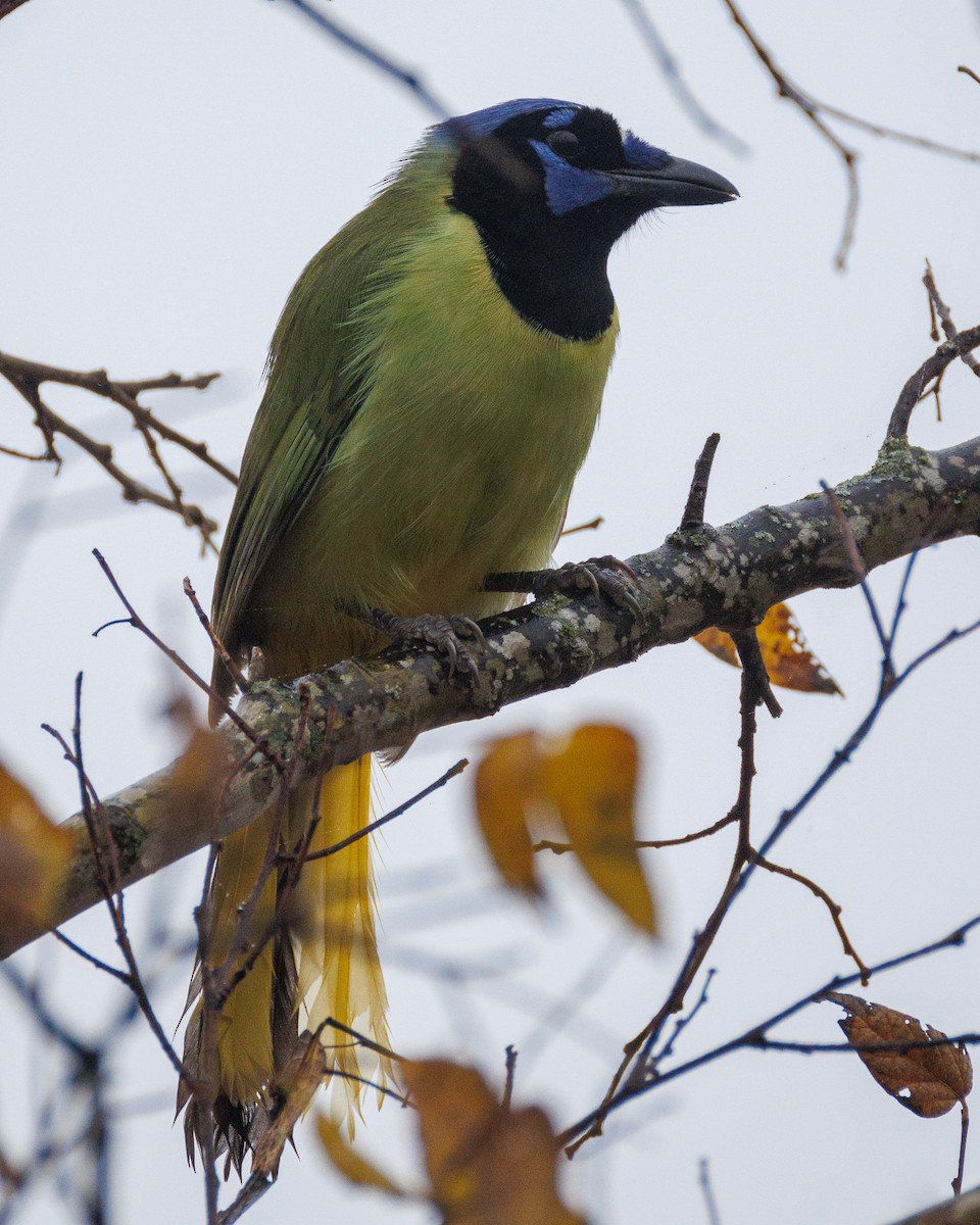 Green Jay - ML647556070