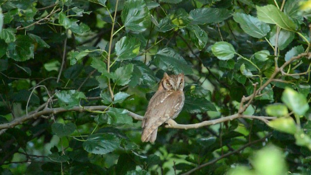 Tropical Screech-Owl - ML647556071