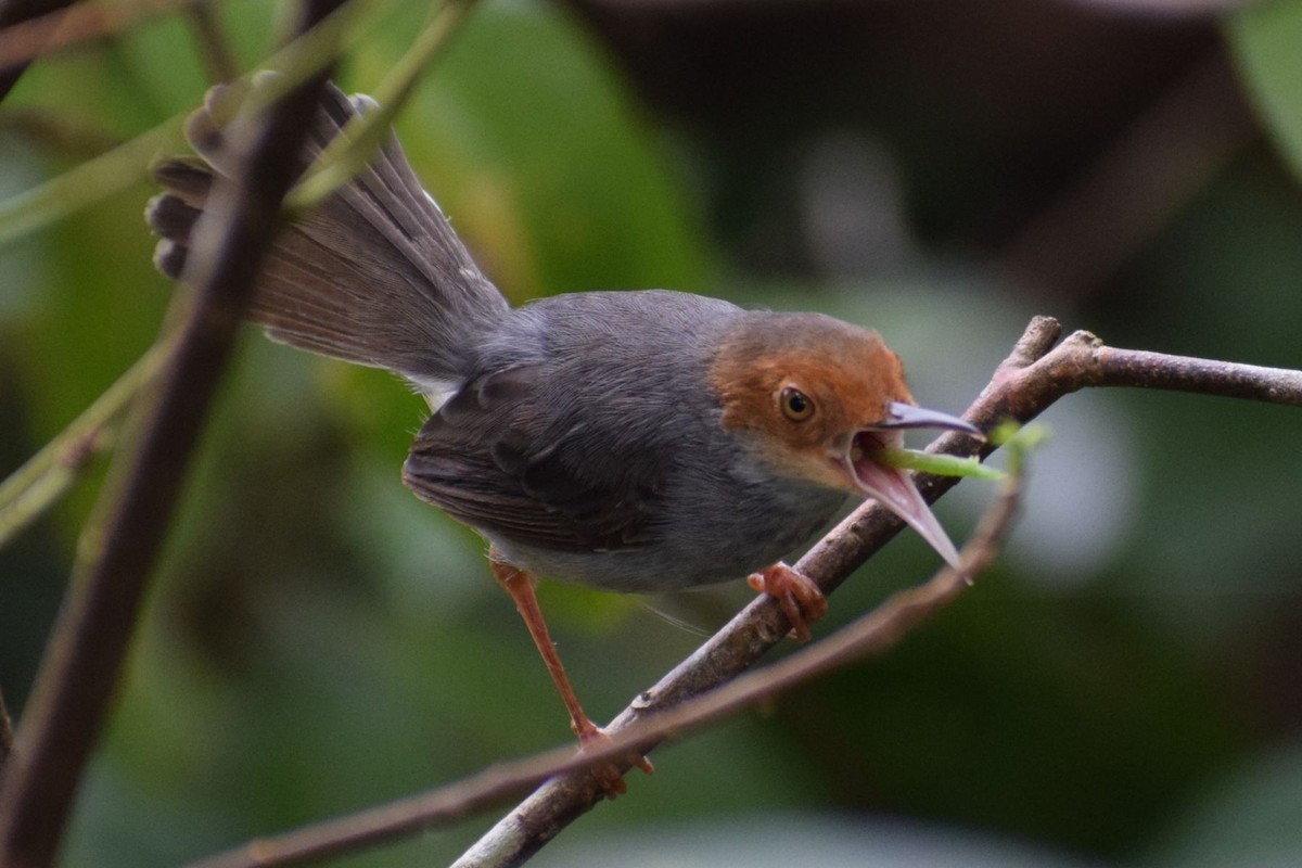 Couturière à tête rousse - ML647556074