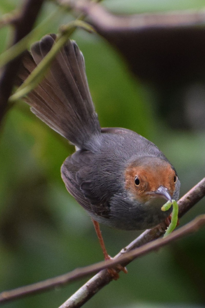 Couturière à tête rousse - ML647556075