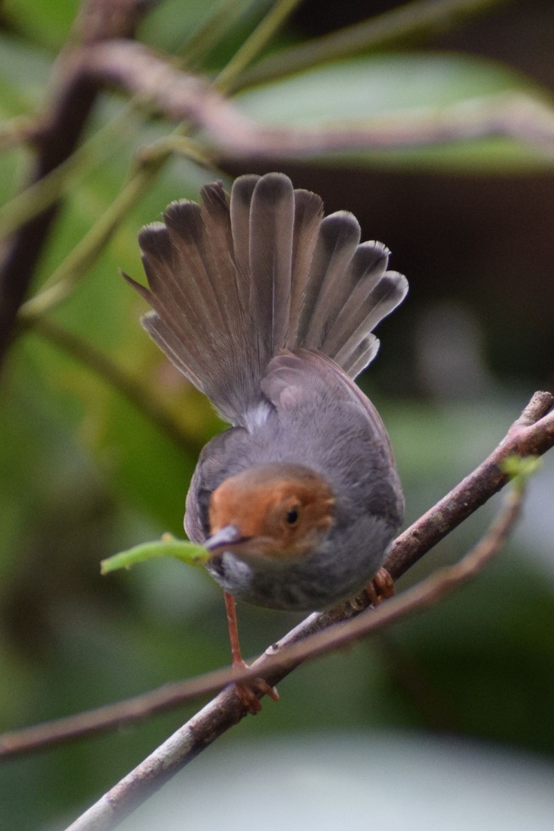 Couturière à tête rousse - ML647556076