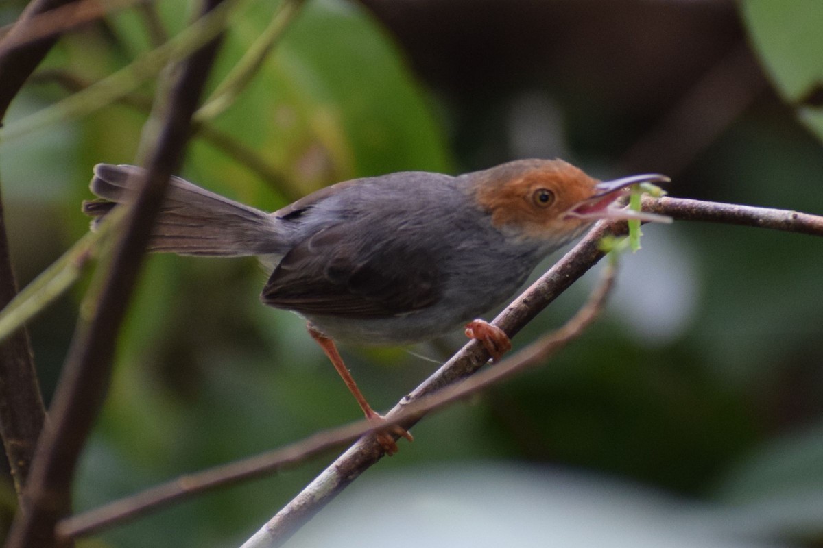 Couturière à tête rousse - ML647556077