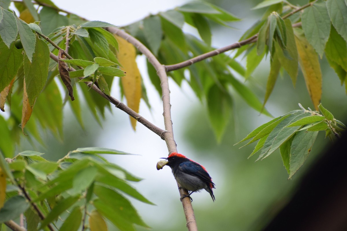 Dicée à dos rouge - ML647556088