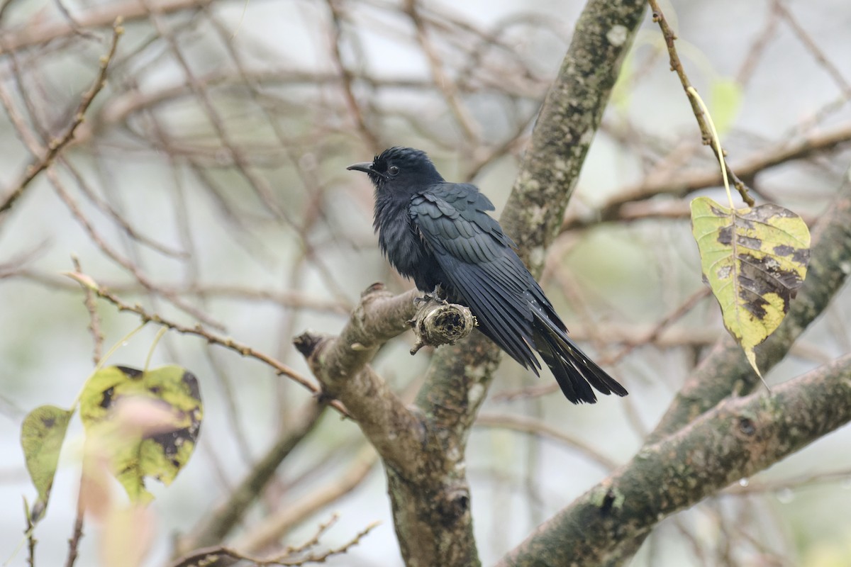 Coucou surnicou - ML647556104