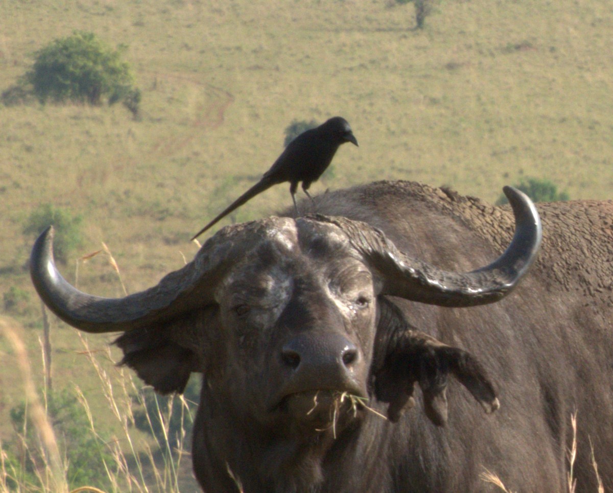 Африканская сорока - ML647556108