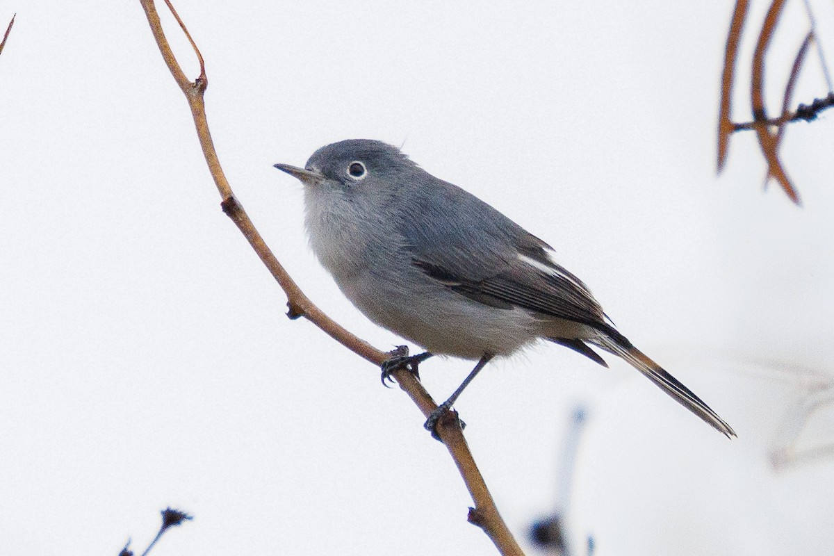 Комароловка сиза - ML647556118