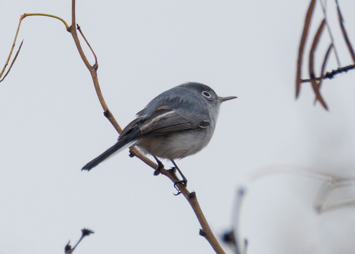 Комароловка сиза - ML647556122