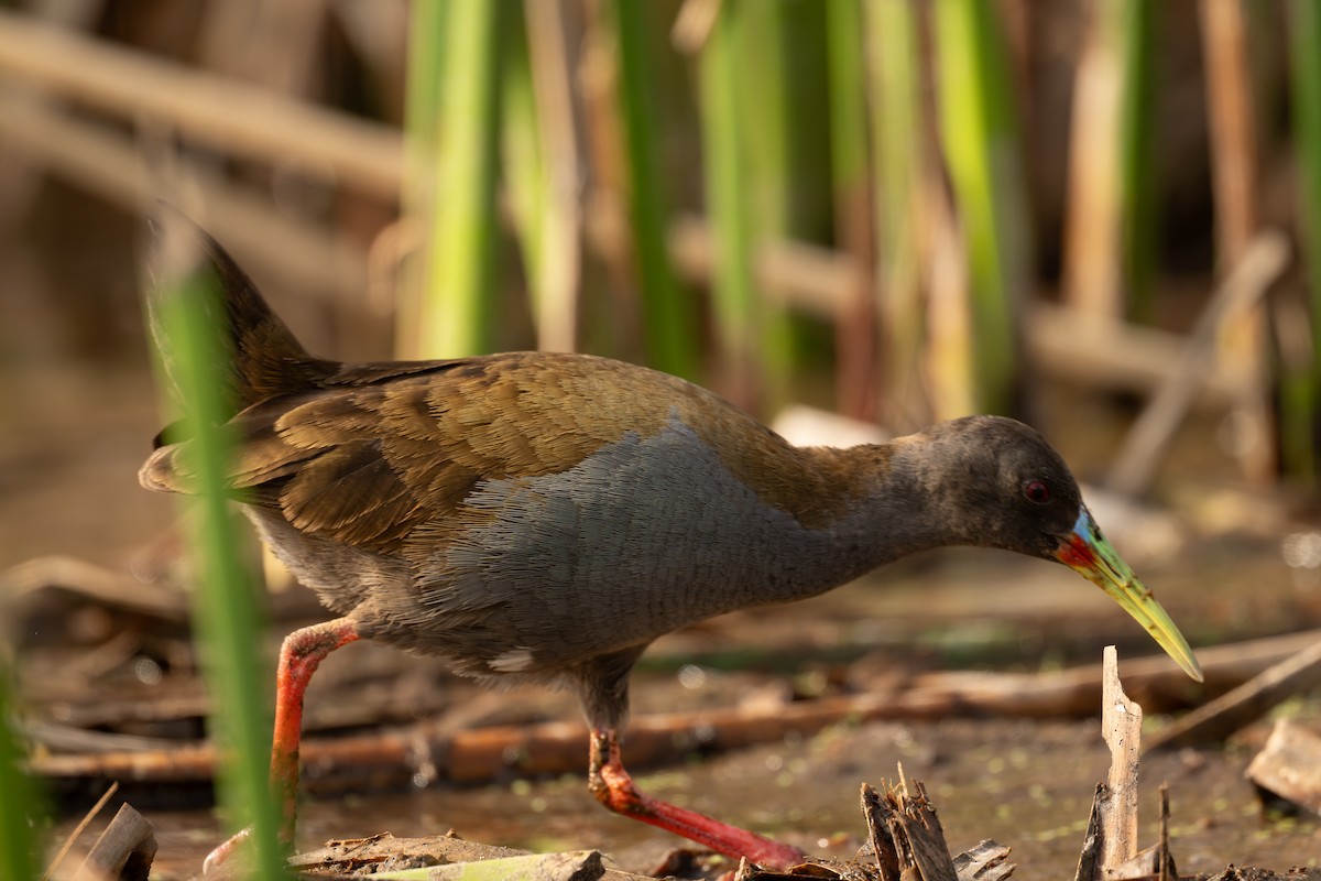 Kurşuni Sukılavuzu - ML647556132