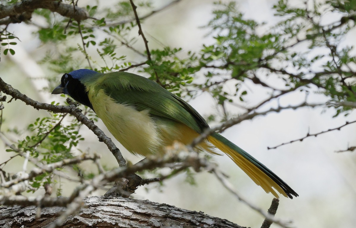 Green Jay - ML647556135