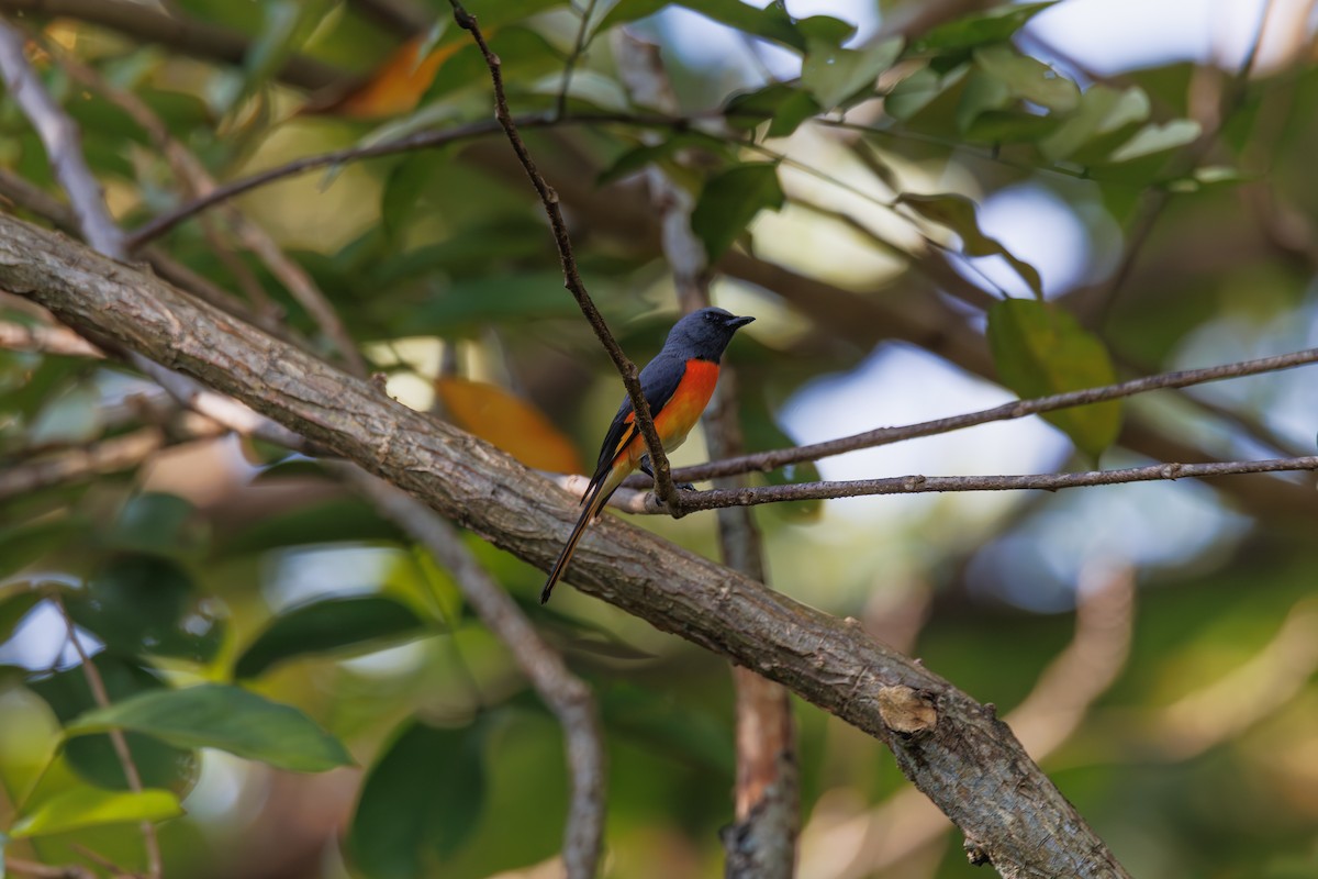 Small Minivet - ML647556149