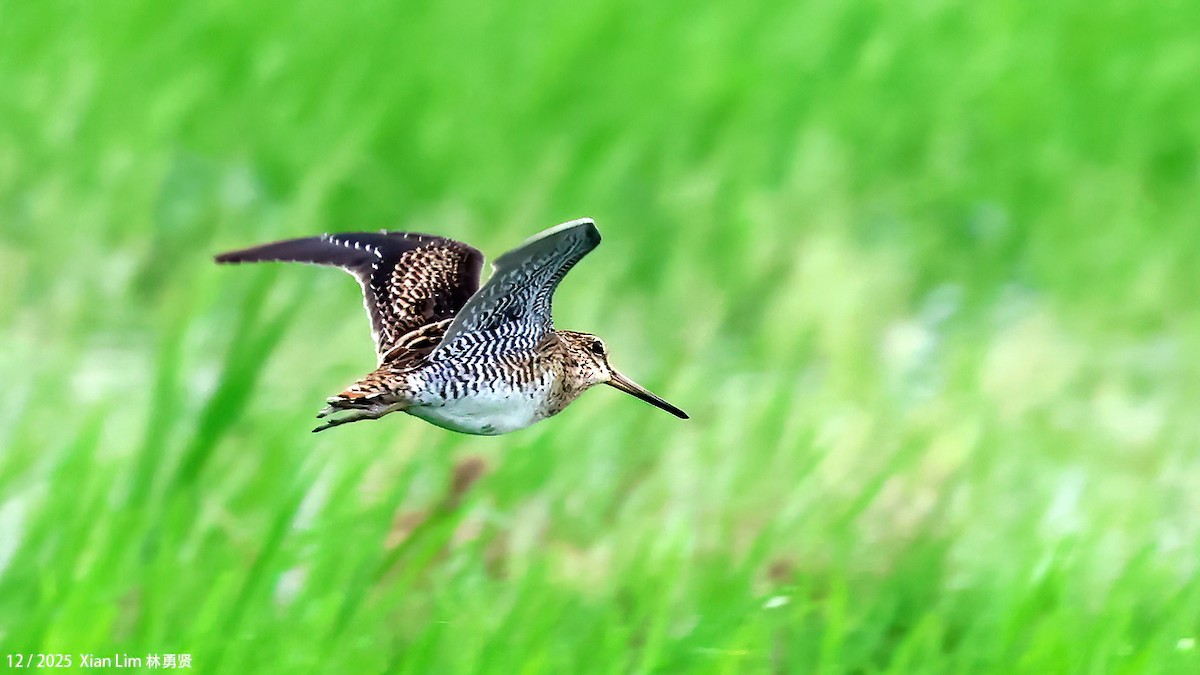 ハリオシギ - ML647556157