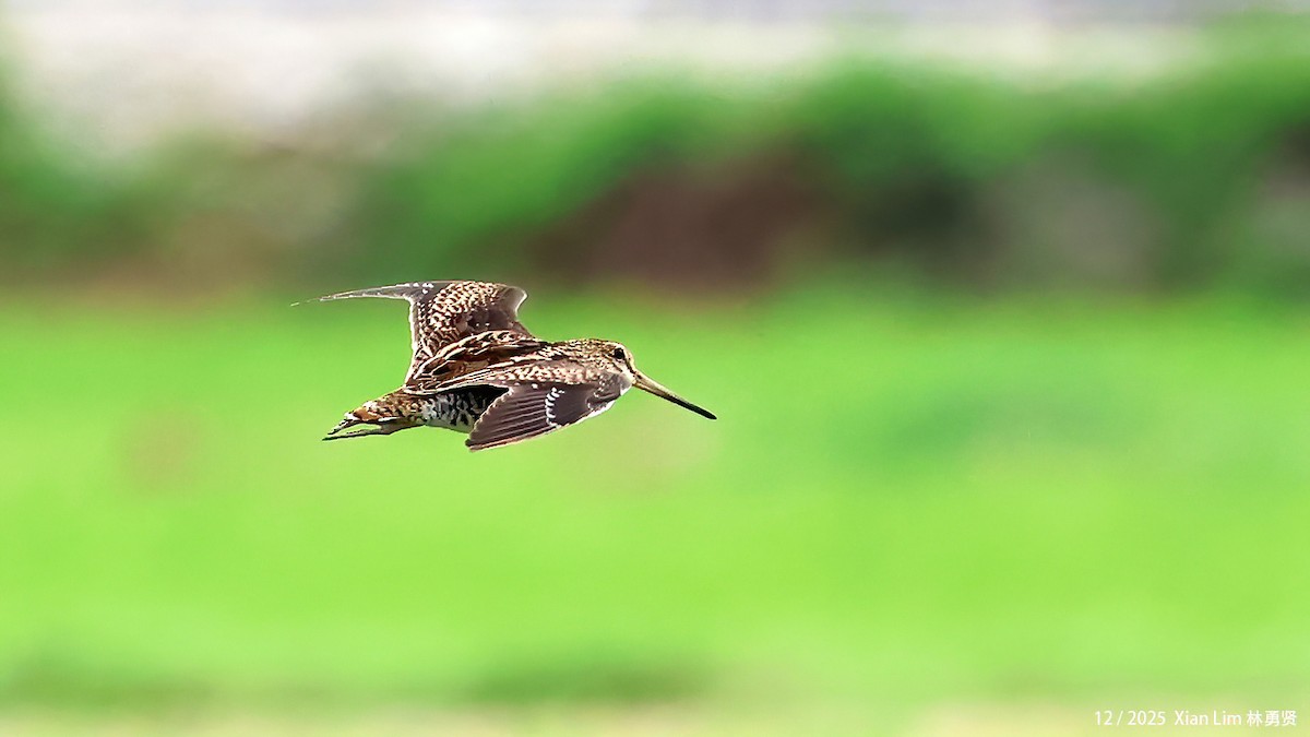 ハリオシギ - ML647556158