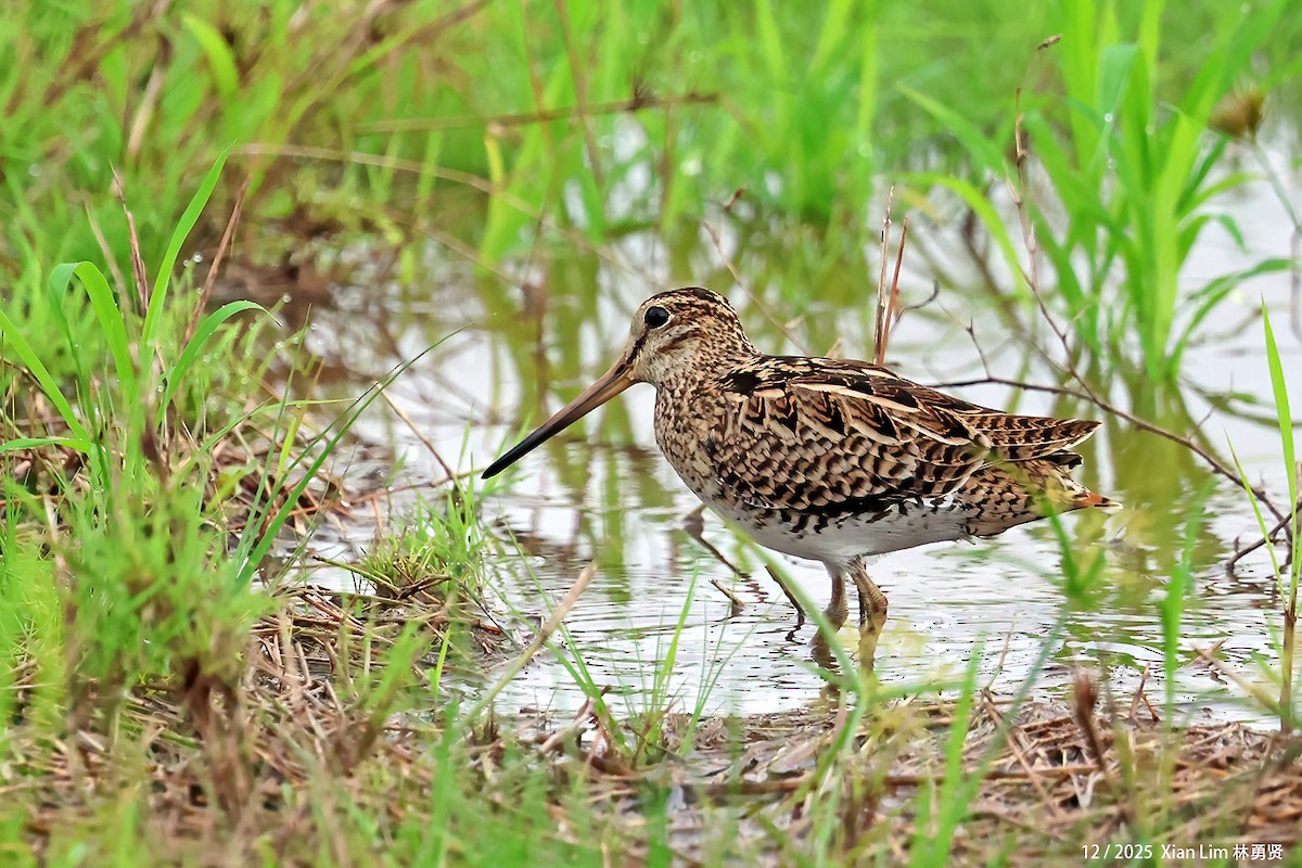 ハリオシギ - ML647556159