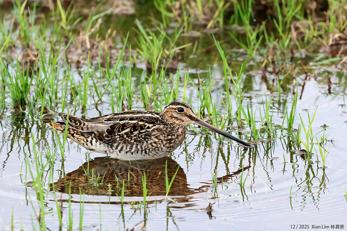 חרטומית ביצות - ML647556166
