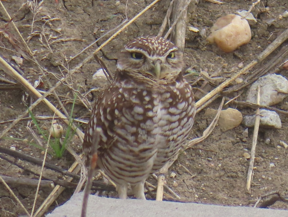 Mochuelo de Madriguera - ML647556182