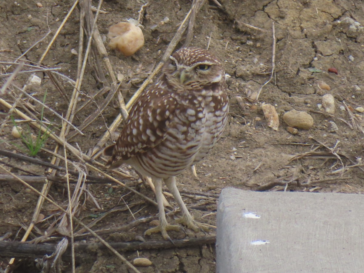 Mochuelo de Madriguera - ML647556183